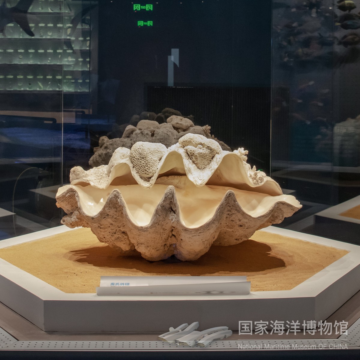 库氏砗磲