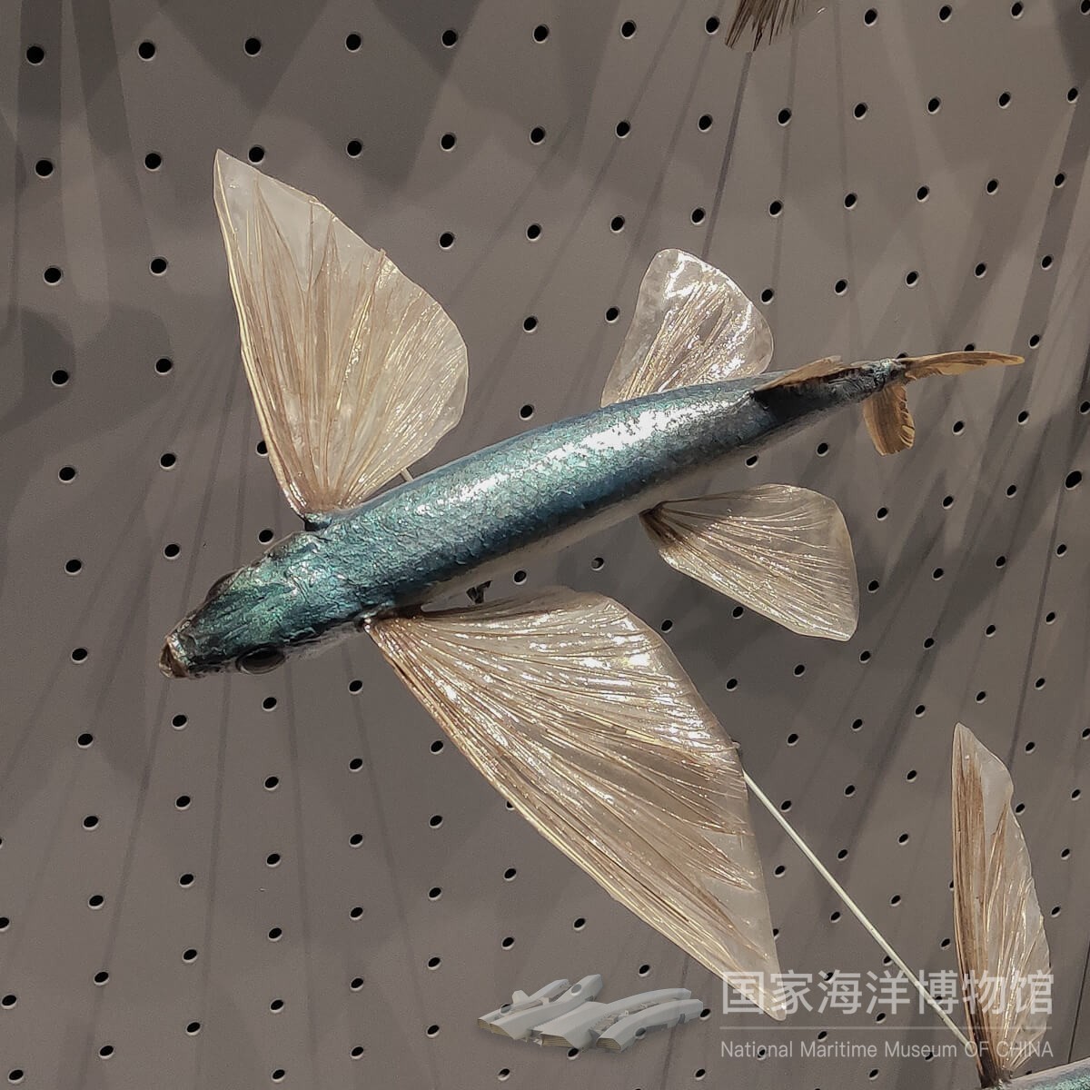 飞鱼