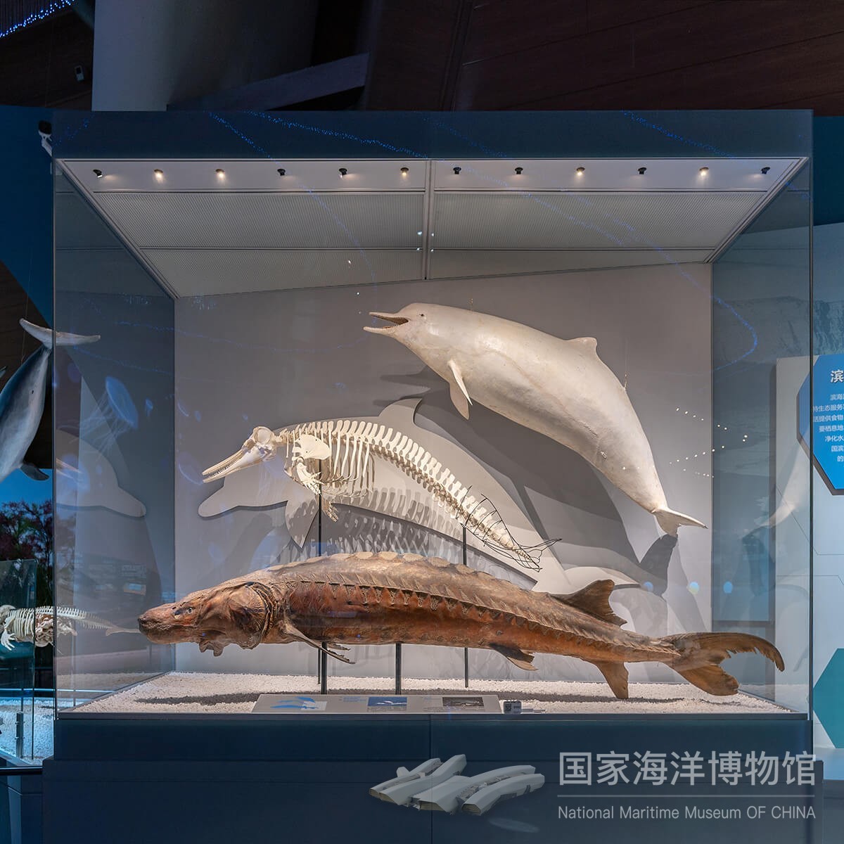 海禽在展厅中间展示的就是大王