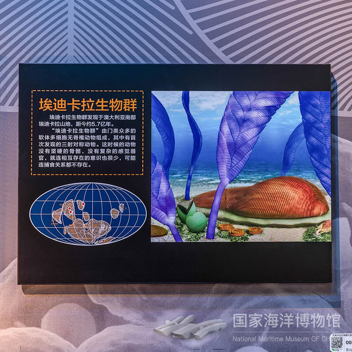 埃迪卡拉生物群代表化石