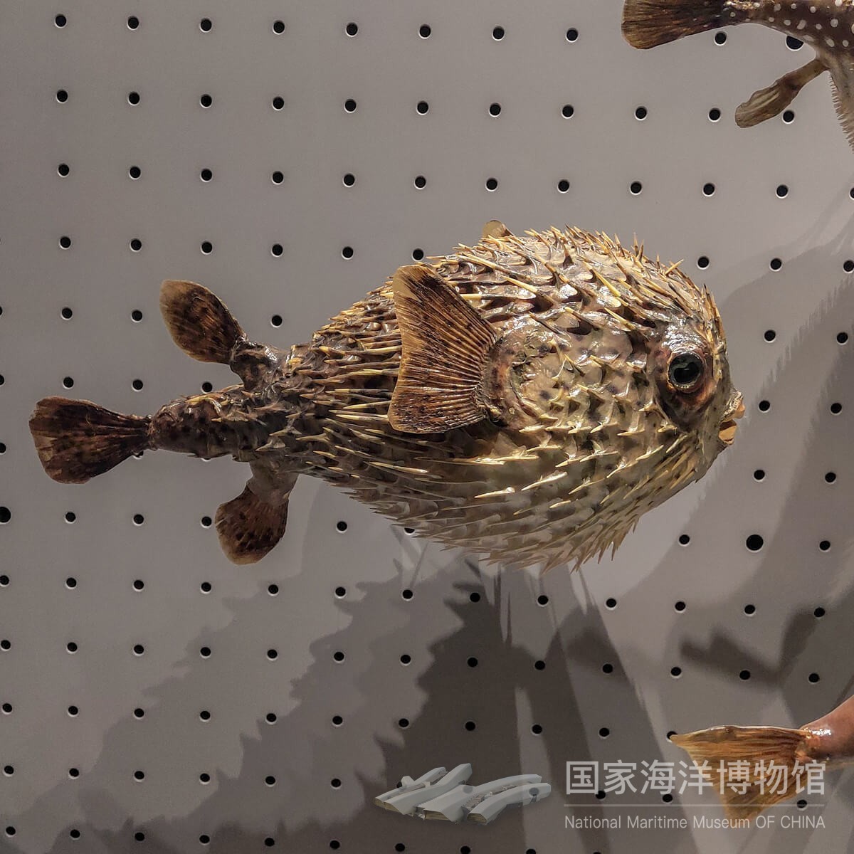 刺鲀