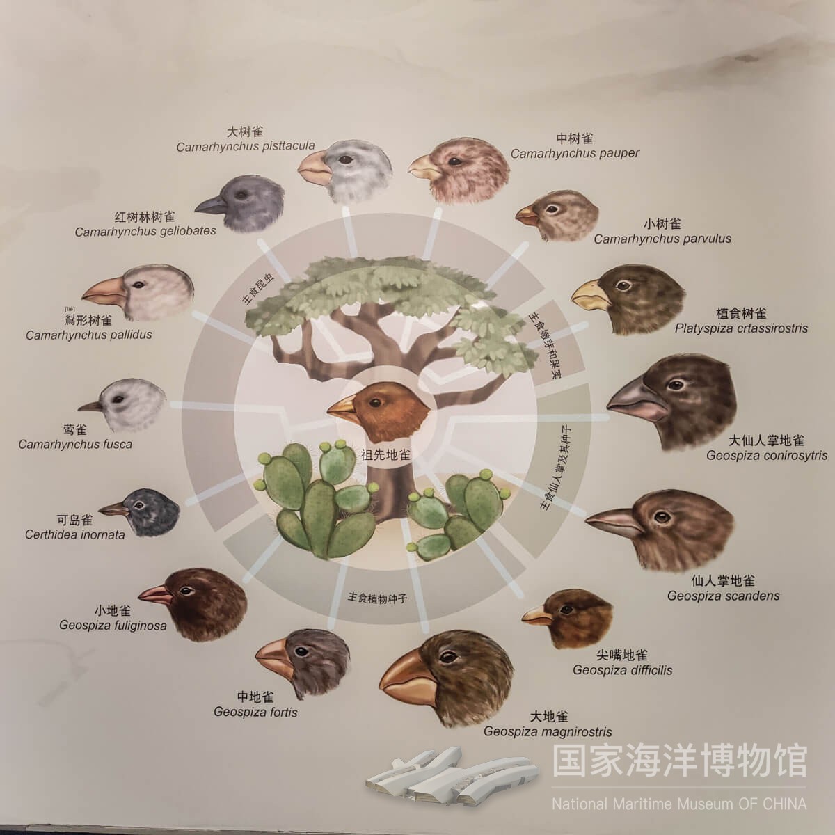 达尔文地雀